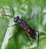 Macrophya annulata